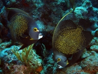 French angelfish