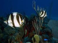 Banded butterflyfish