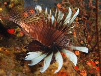 Poisson lion (Pterois volitans)