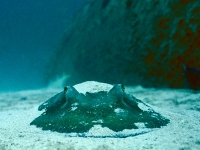 Southern stingray