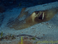 Southern stingray