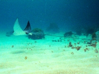 Spotted eagle ray