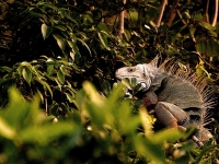 L'iguane vert : une espèce invasive bien installée