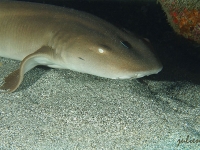 Nurse shark