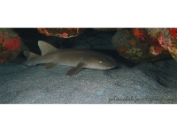 Nurse shark