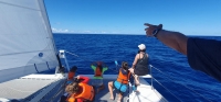 Sensibilisation whale watching Sensibilisation whale watching