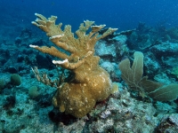 Corail cornes d'élan