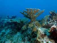 Corail cornes d'élan