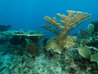 Elkhorn coral