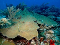 Mountain star coral