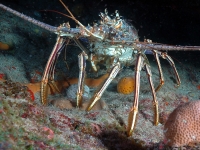 Caribbean spiny lobster