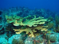 Elkhorn coral