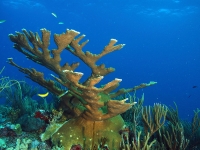 Elkhorn coral