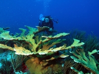 Elkhorn coral