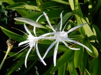 Spider lily