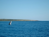 Baleine à bosses