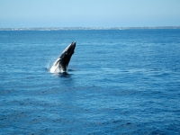 Humpback whales