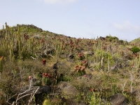 Cactus Place