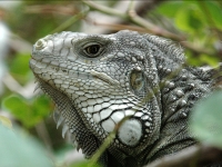 Iguane vert