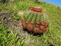 Cactus tête à l'anglais