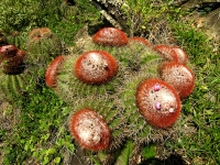 Turk's head cactus