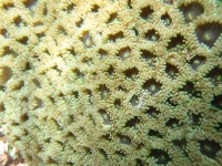 Mat zoanthid