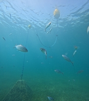 Eco mouillage
