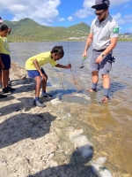 Plantation mangrove