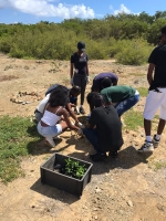 Plantations