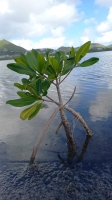 Restauration mangrove