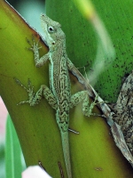 Anolis