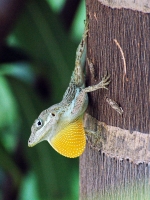 Anolis