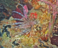 A grouper enjoying the flesh of a lionfish